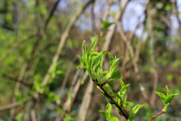 Spring branches of a tree with the first leaves in the forest. Beauty in nature, awakening