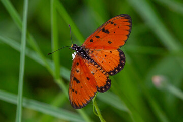 Fototapeta na wymiar Butterfly on Zinnia flower in garden, 