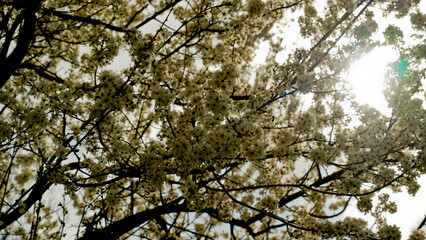 Natura in fiore in primavera. Colline dell'Appennino Emiliano. Emilia Romagna, Italy