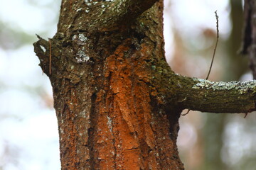 trunk of a tree