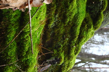 green moss on tree