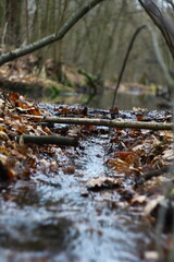 stream in the forest