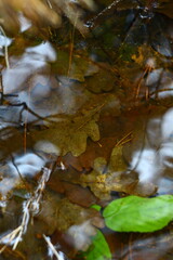 leaves in water