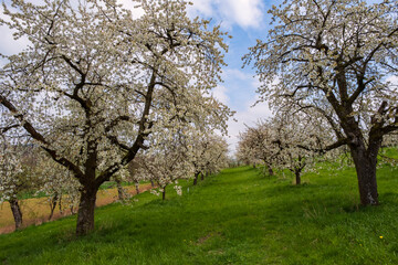 Fototapeta na wymiar Blooming cherry trees under a white and blue sky in Dobenreuth - Germany in the Franconian Switzerland