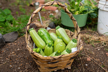 wicker basket full of freshly picked zucchini from the ground