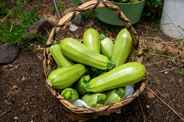 wicker basket full of freshly picked zucchini from the ground