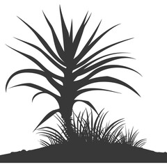 Fototapeta na wymiar Silhouette Aloe vera tree in the ground black color only