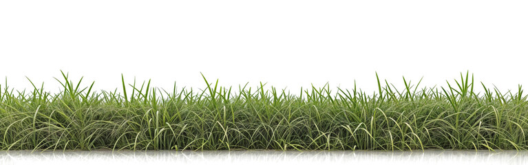 grass row di cut and removed original background PNG transparent