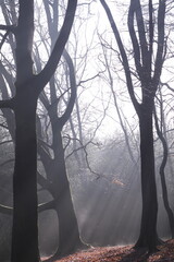 Dense foggy forest with trees and bushes
