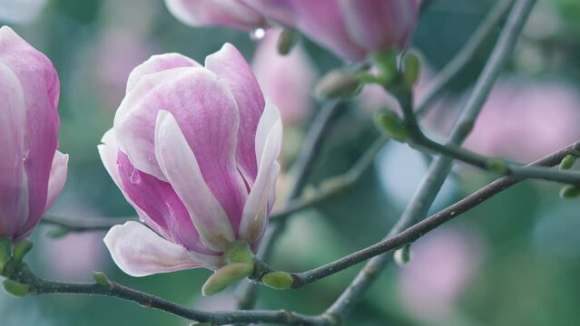 Beautiful Pink Magnolia Flowers On Branches With New Leaves. Saturated Goblet-Shaped Flowers.