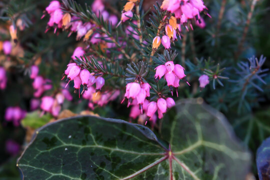 Erica carnea - winter heath, winter flowering heather, spring heath, alpine heath. Close-up of heather.	