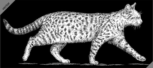 Vintage engraving isolated cat set illustration kitty ink sketch. Pet background kitten silhouette whisker art. Black and white hand drawn vector image © Turaev