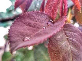 close up of a Red  rose Leaves , Macro closeup Of Pearl Water Drops 