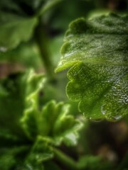 Fototapeta premium close up of a green leaf with water drops 