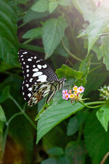 Butterfly on Zinnia flower in garden, 