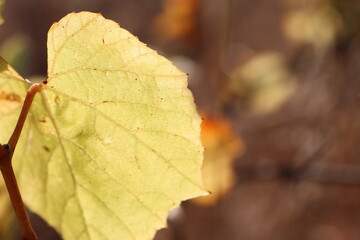 Close up of a grape leaf on a vine, showing tints of green and unique texture