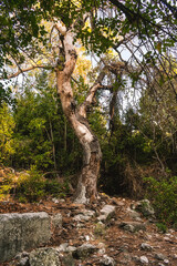 Fototapeta premium Picturesque ruins of the ancient city of Olympos, in Turkey. Ruins of the ancient city of Olympos near the village of Cirali in Turkey.