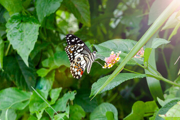 Butterfly on Zinnia flower in garden, 