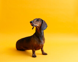 Selective focus view of senior smooth-haired tan-brown dachshund staring up intently and licking...
