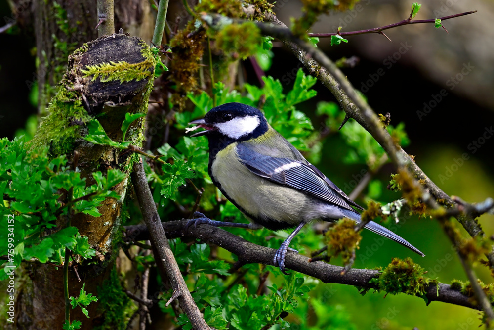 Wall mural Kohlmeise // Great tit (Parus major)