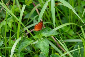 Butterfly on Zinnia flower in garden, 