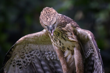 Changeable hawk eagle with a fierce gaze