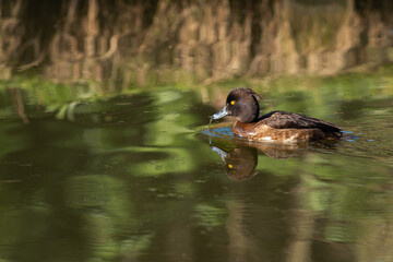 An adult female tufted duck (Aythya fuligula) swims through the water, which reflects green coastal vegetation - 759934905