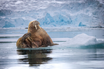 Norway Svalbard wildlife Walrus