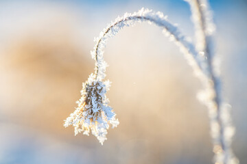 frost on grass, plants in winter early in the morning, natural winter phenomenon, natural winter...