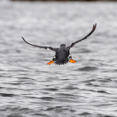 Svalbard wildlife Atlantic puffin