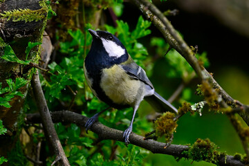 Obraz premium Great tit // Kohlmeise (Parus major)