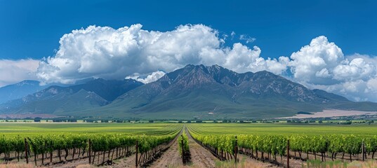 Serene vineyard landscape with grapevines and mountain backdrop for sky text placement