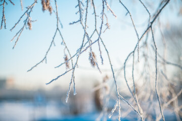tree branches covered with frost in winter early in the morning, natural winter phenomenon, natural winter background