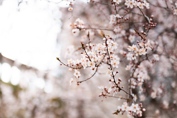 Branches full of flowers, announcing the change of season, spring, cherry tree, almond