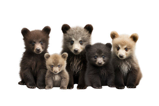 Adorable baby wild animals, such as baby bears, play in the forest, emphasizing the cuteness, cuteness, and innocence of various animals. Isolated on a transparent background.