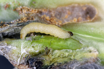 Larva of Psylliodes chrysocephala or chrysocephalus, commonly known as the cabbage-stem flea...