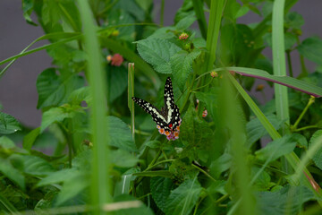 Butterfly on Zinnia flower in garden, 