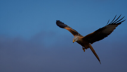 Kite In flight