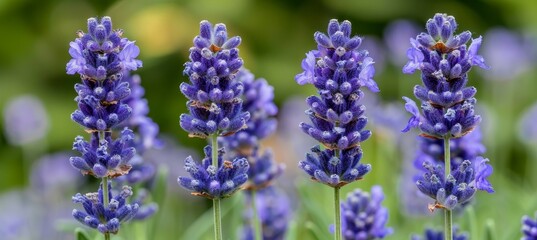 Fototapeta premium Tranquil lavender backdrop with gentle purple touch, ideal for enhancing text or design elements