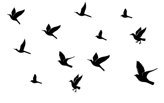 A flock of flying birds silhouette