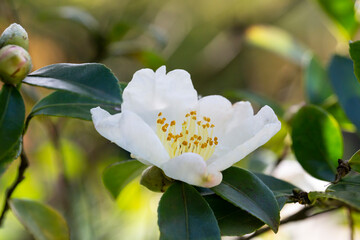 Tea leaf and white flower in tea plantation. Flower of tea on trunk. Beautiful and fresh white tea...