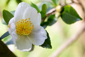 Tea leaf and white flower in tea plantation. Flower of tea on trunk. Beautiful and fresh white tea...
