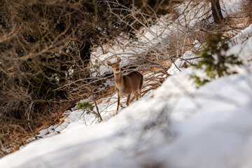 deer in the woods during winter