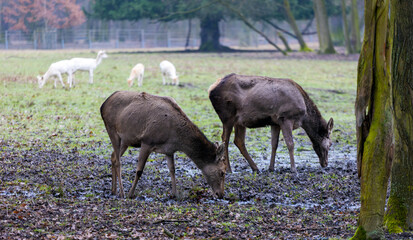 View of a doe in the castle park
