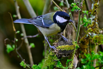 Great tit // Kohlmeise (Parus major)