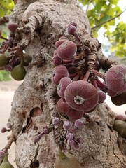 close up of a bunch of fruit