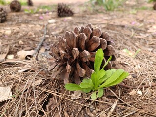 cones on the ground