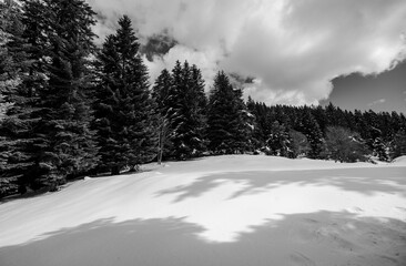 forest during winter season in black and white