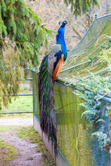 Obraz premium A beautiful view of the peacock in the castle grounds