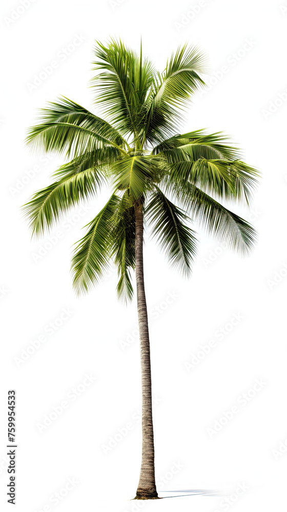 Wall mural Palm Tree Isolated on white background